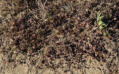 Lampranthus filicaulis