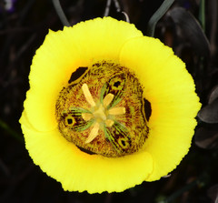 Calochortus superbus