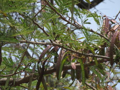 Leucaena diversifolia