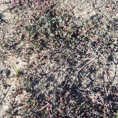 Lampranthus sociorum