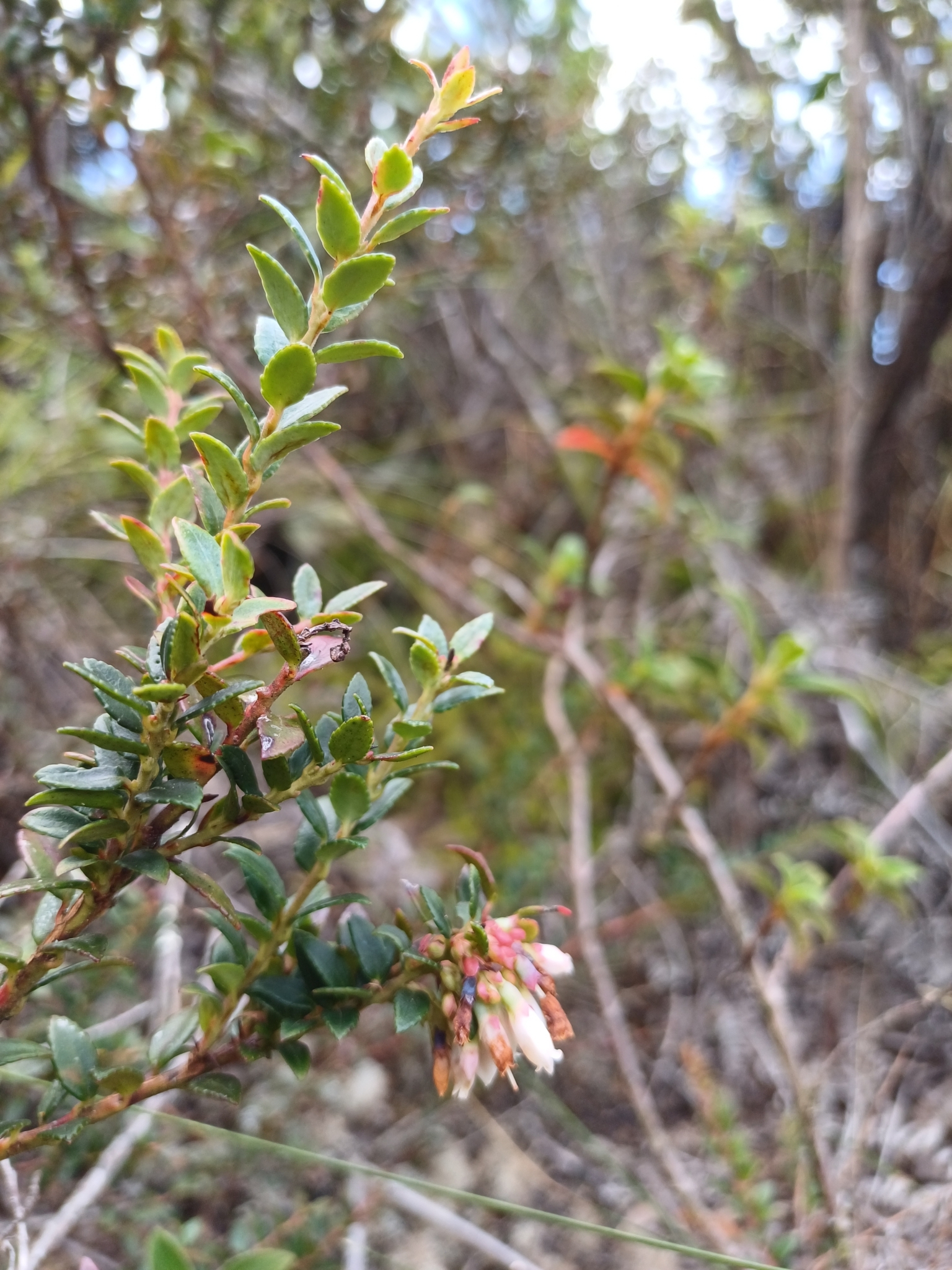 Vaccinium floribundum image