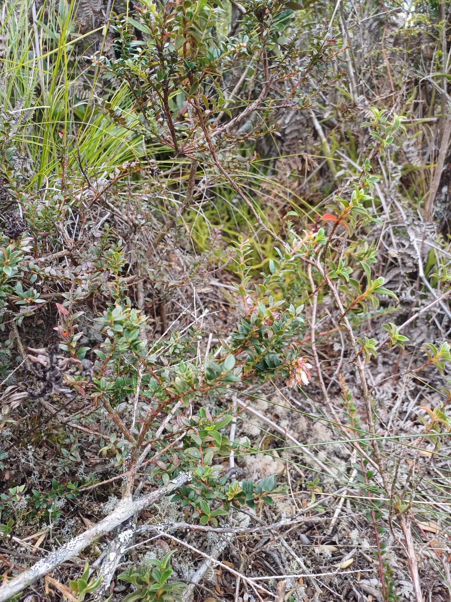 Vaccinium image