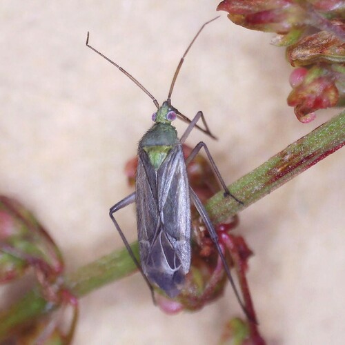 Macrotylus solitarius