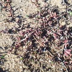 Lampranthus sociorum