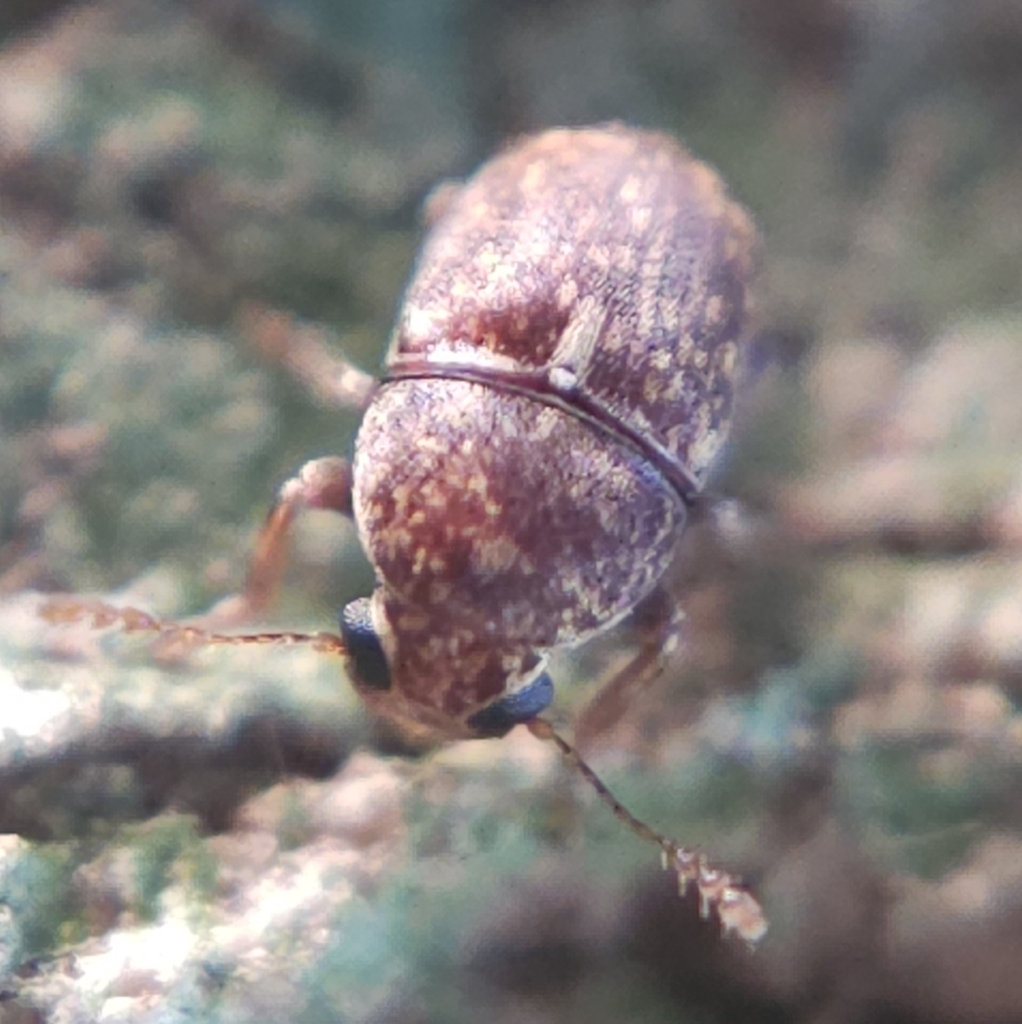 Tropidobasis parilis