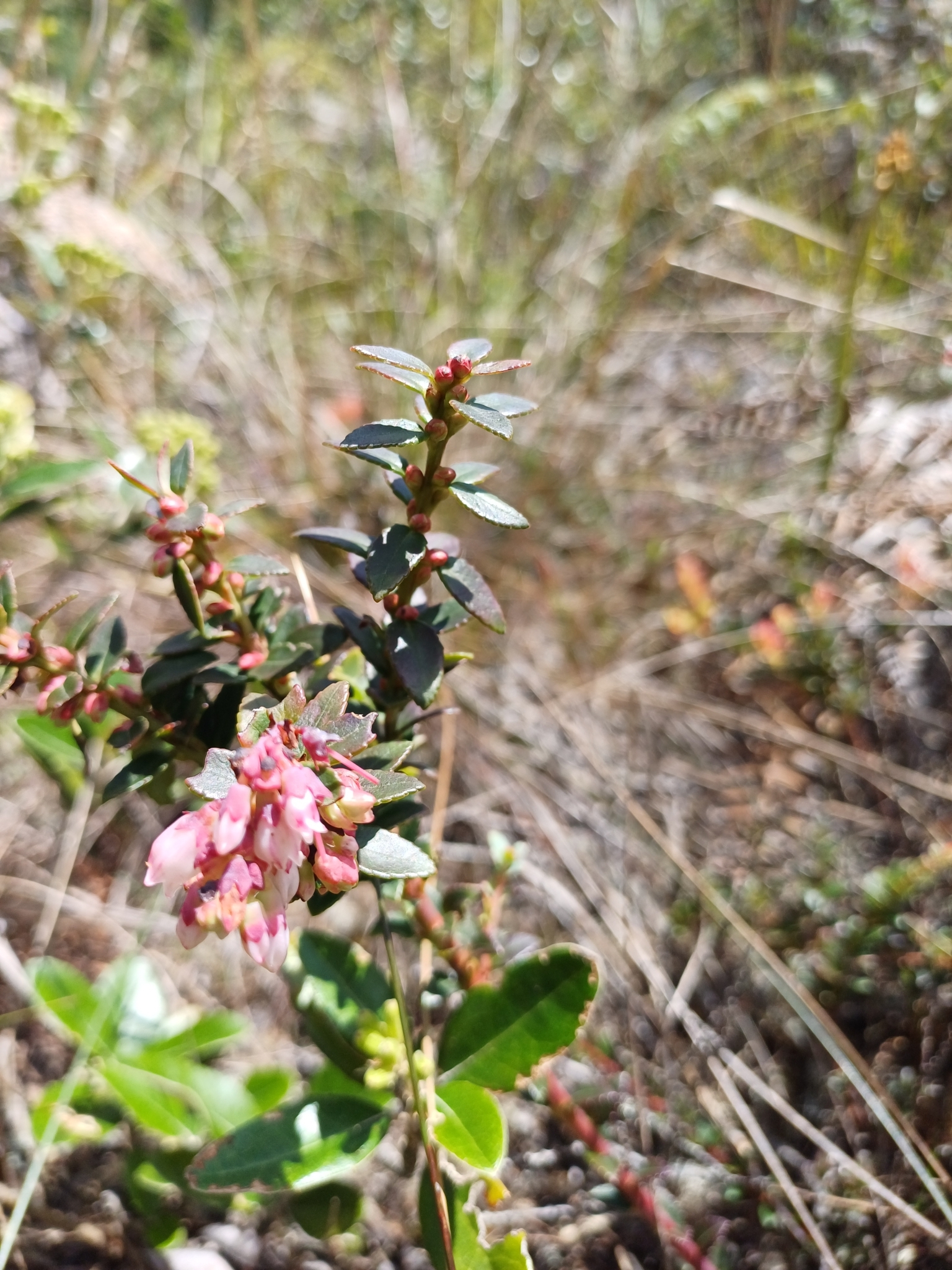 Vaccinium floribundum image