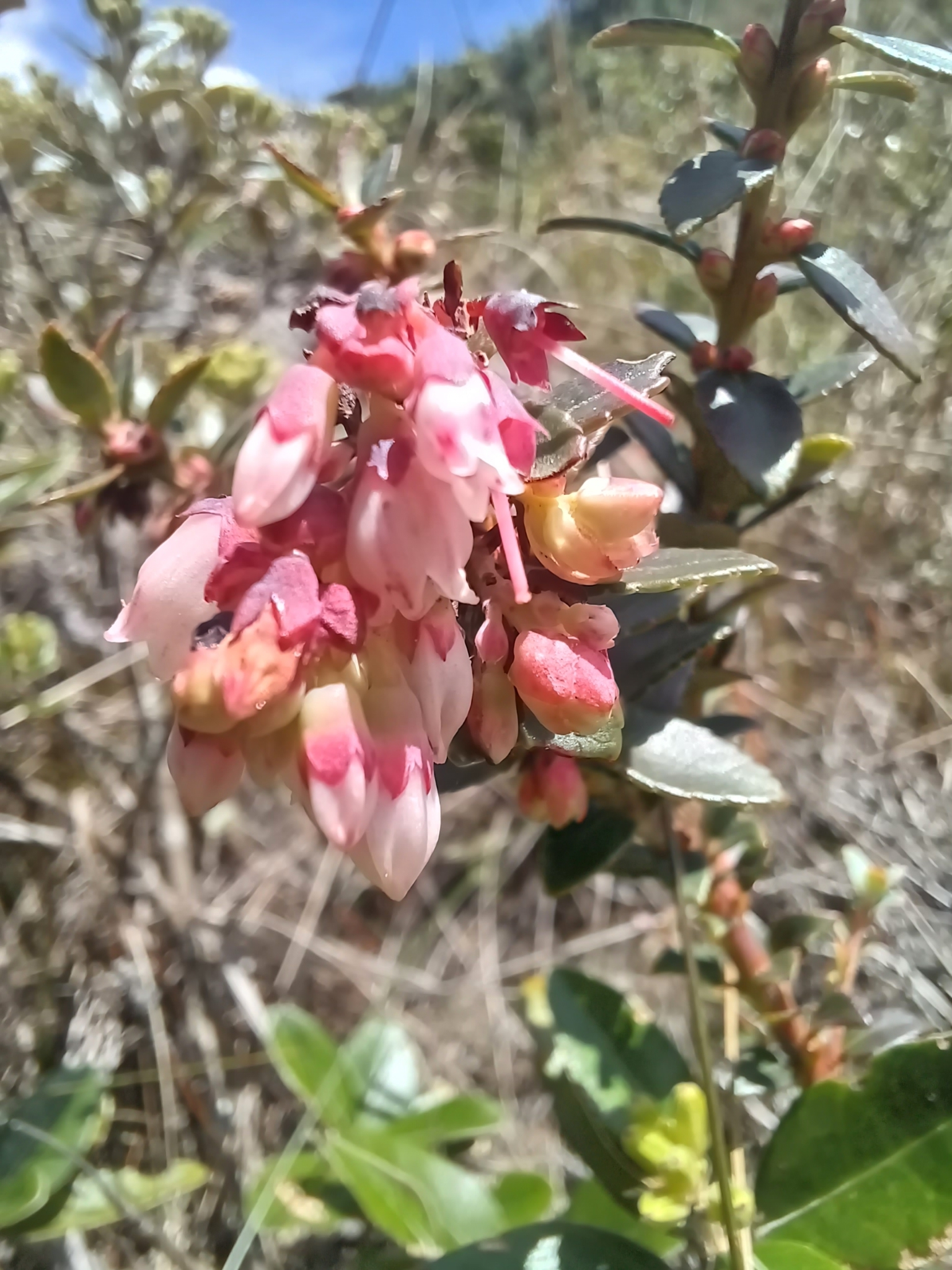 Vaccinium image