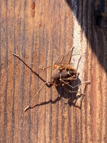 Say's Armored Harvestman