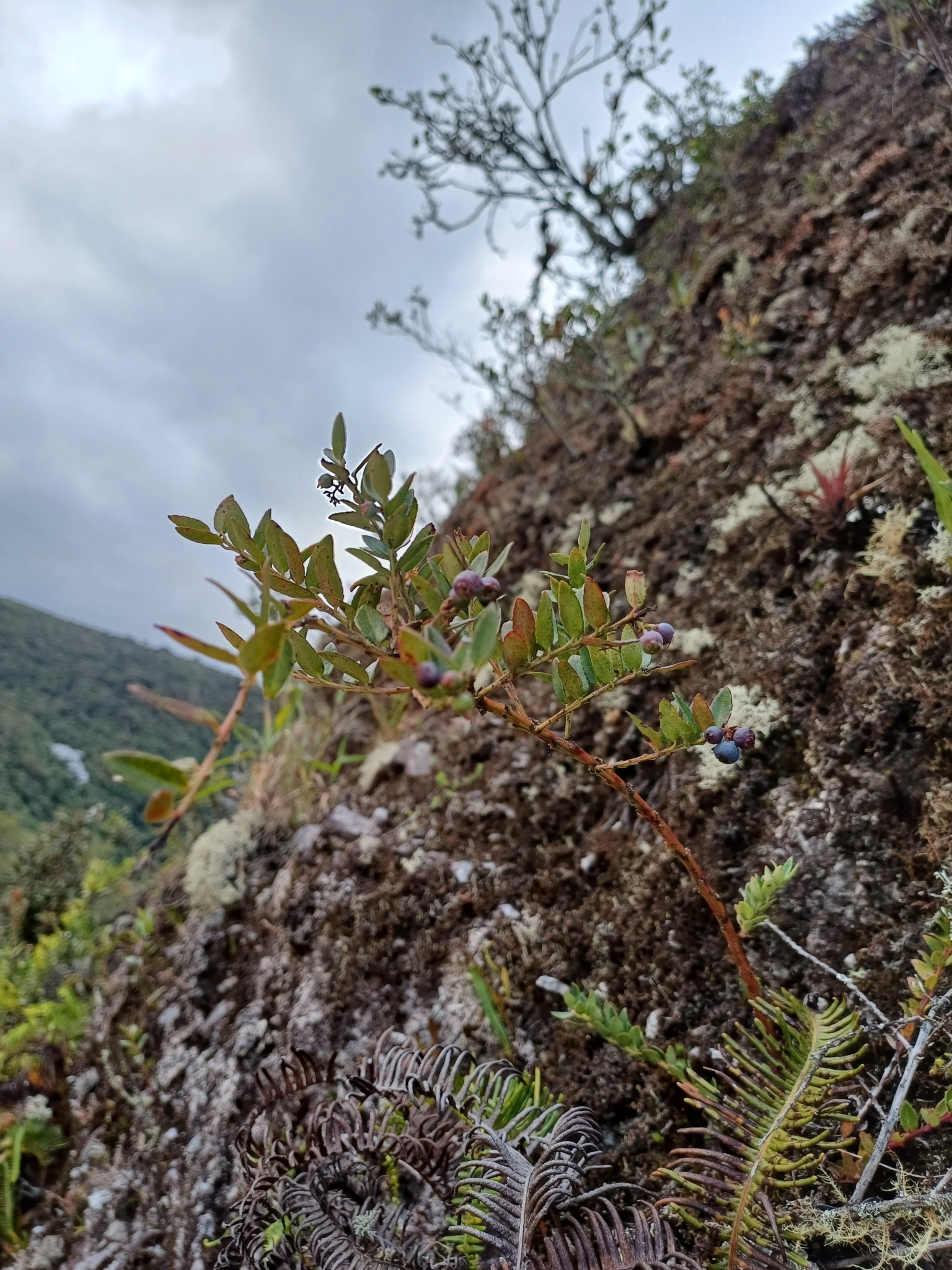 Vaccinium floribundum image