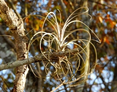 Tillandsia exserta