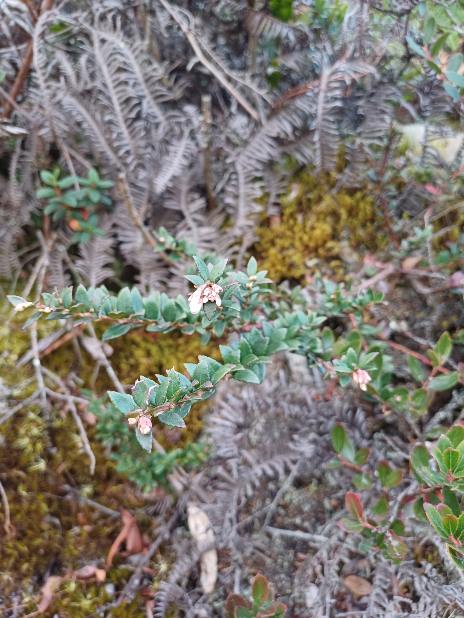 Vaccinium floribundum image