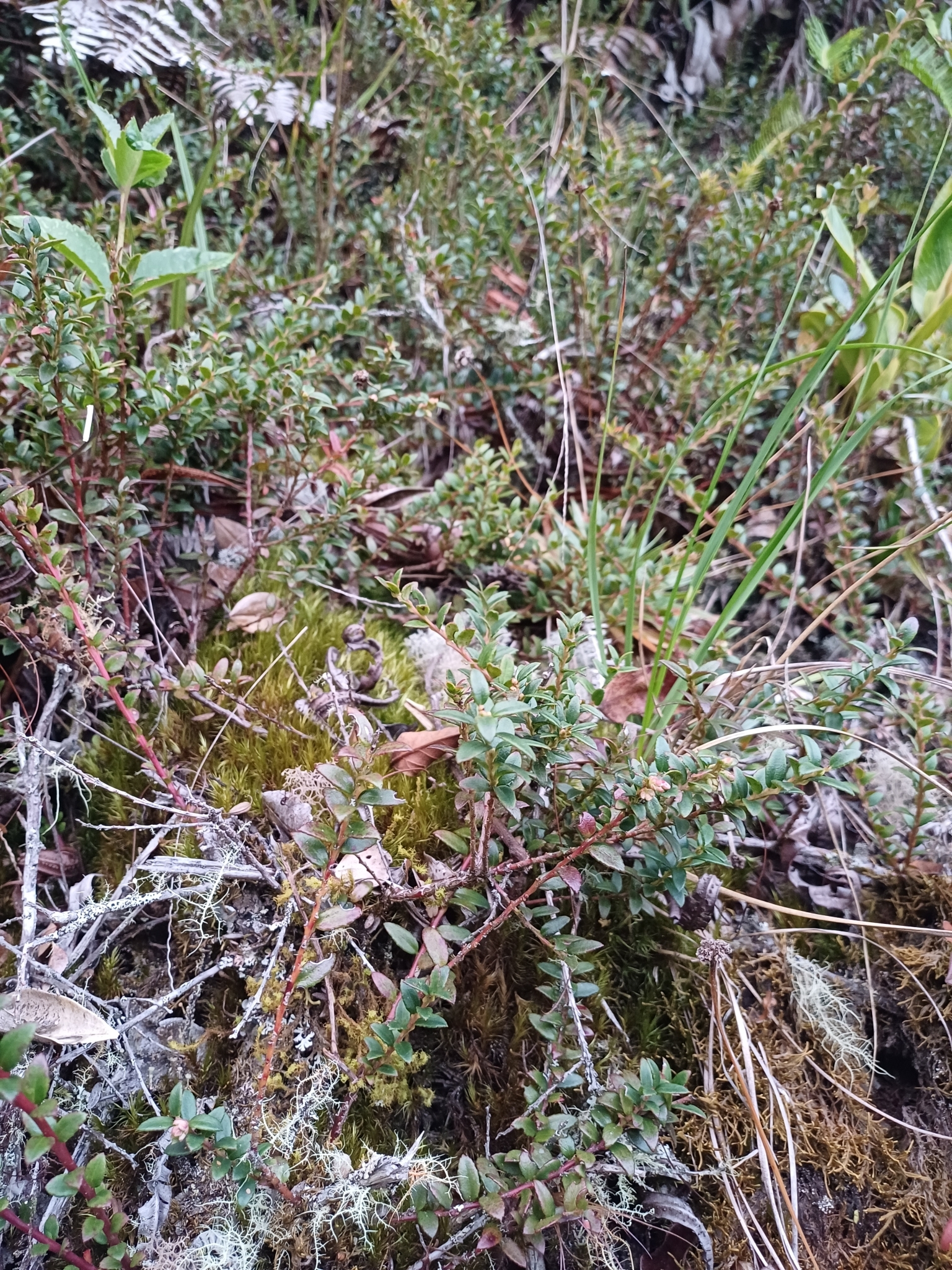 Vaccinium floribundum image