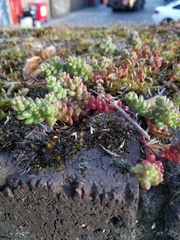 Sedum