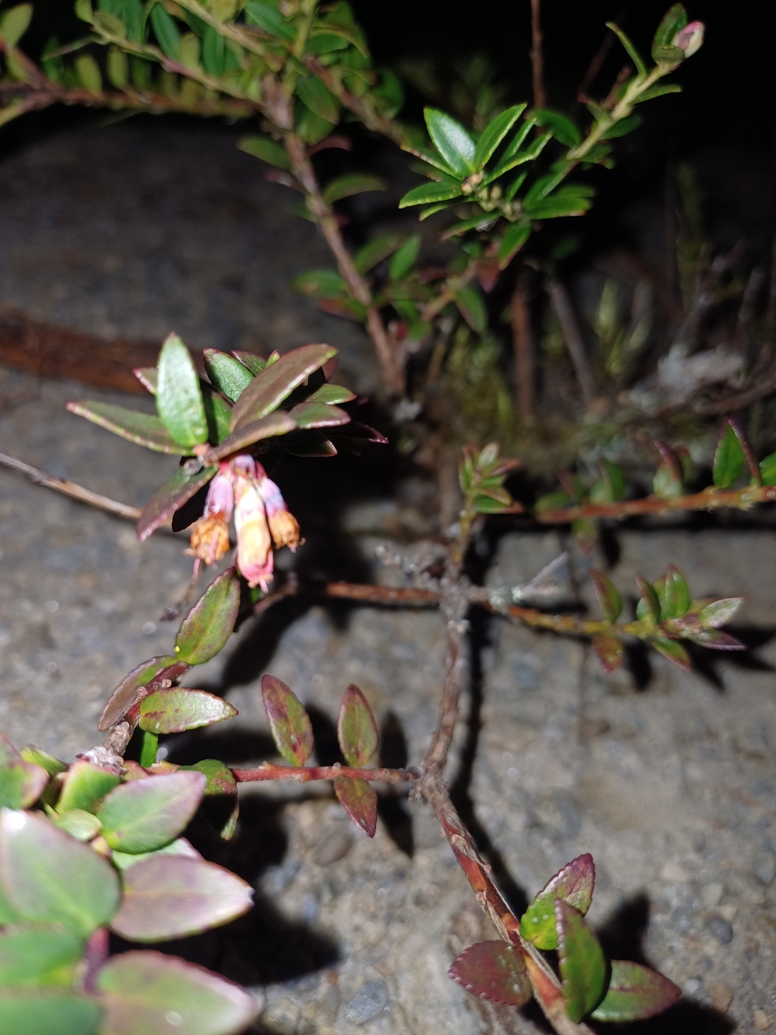 Vaccinium floribundum image