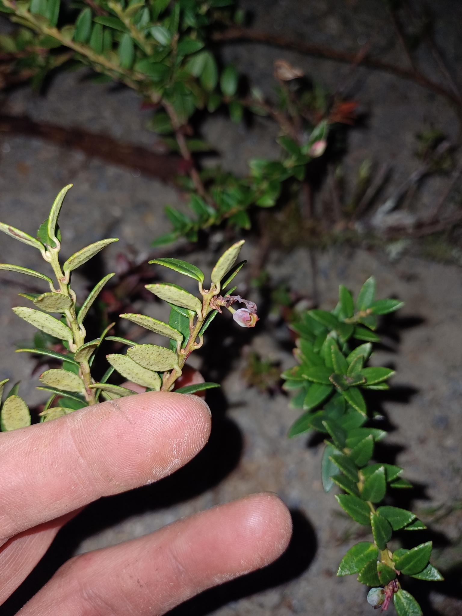Vaccinium floribundum image