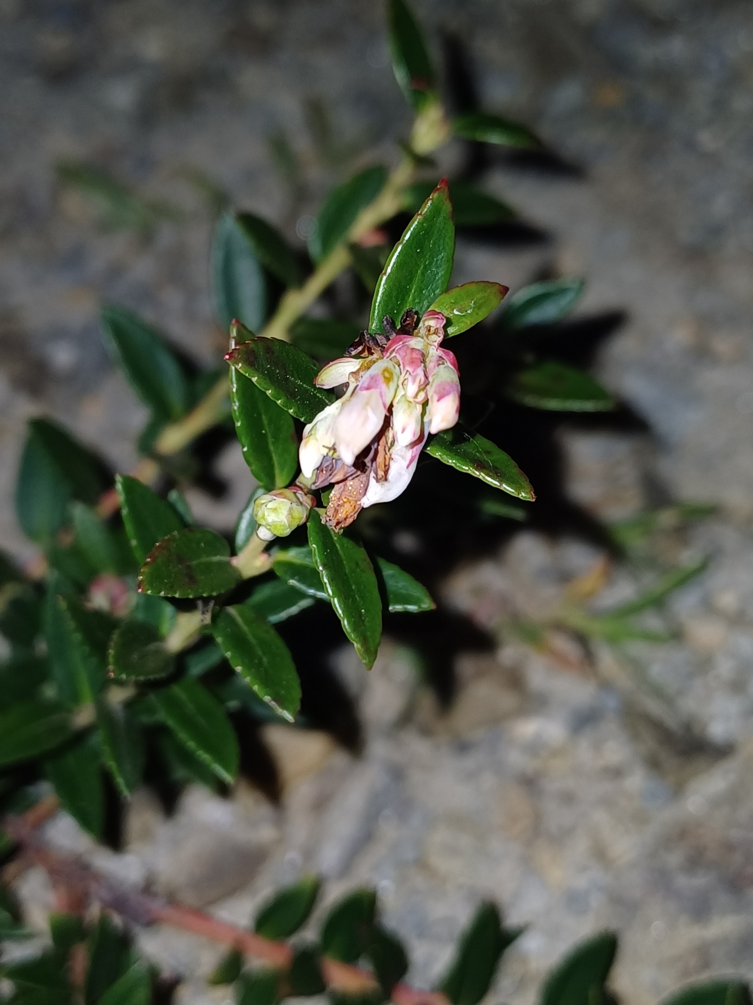 Vaccinium floribundum image