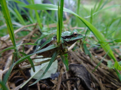 Hyla walkeri