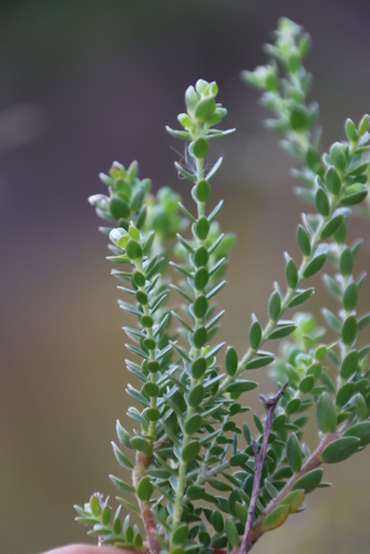 Image of Gnidia sericea by (c) Tony Rebelo, some rights reserved (CC BY-SA)