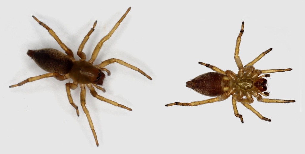 Leafcurling Sac Spiders from Division No. 2, CA-NF, CA on March 29 ...