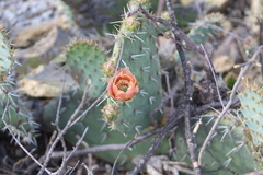 Opuntia rastrera