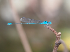 Pseudagrion microcephalum