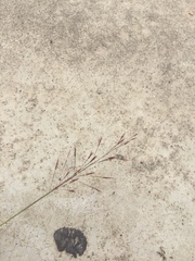 Muhlenbergia microsperma