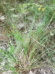 Juncus textilis