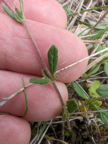 Image of Helianthemum salicifolium by (c) Denis Bastianelli, some rights reserved (CC BY)