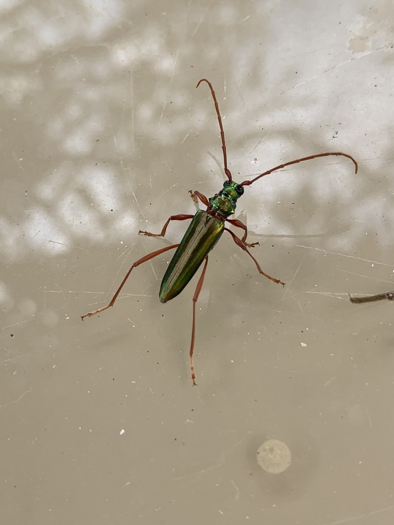 Chromalizus leucorhaphis