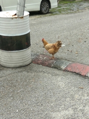 Gallus gallus domesticus