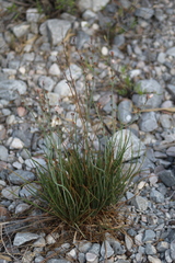 Asphodelus fistulosus