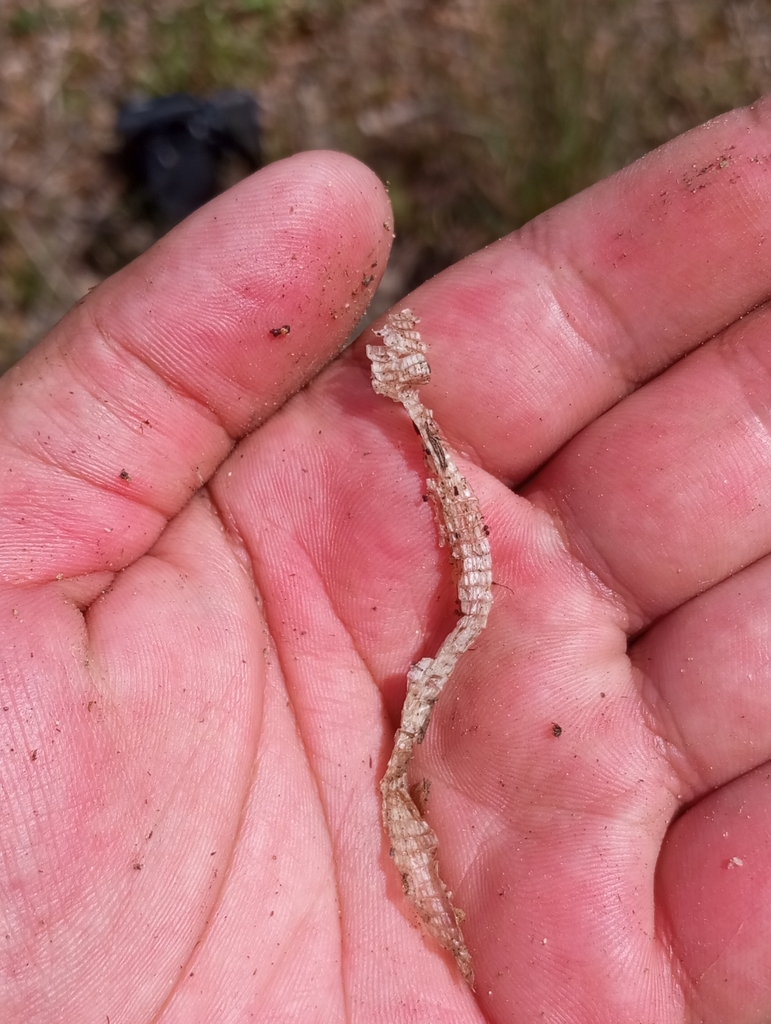 Southwest Iberian Worm Lizard from 2820 Charneca de Caparica, Portugal ...