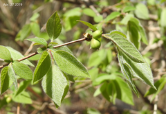 Lonicera praeflorens