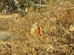 Croton sonorae