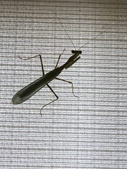 Miomantis caffra