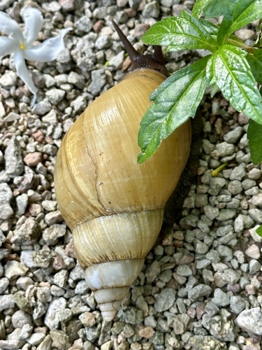 Lissachatina fulica