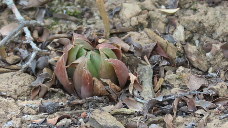 Imagem de Haworthia