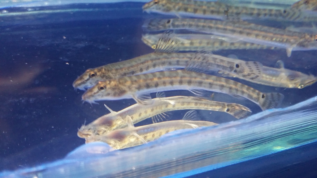Miho Spined Loach
