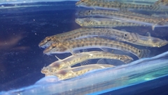 Miho Spined Loach photo 1