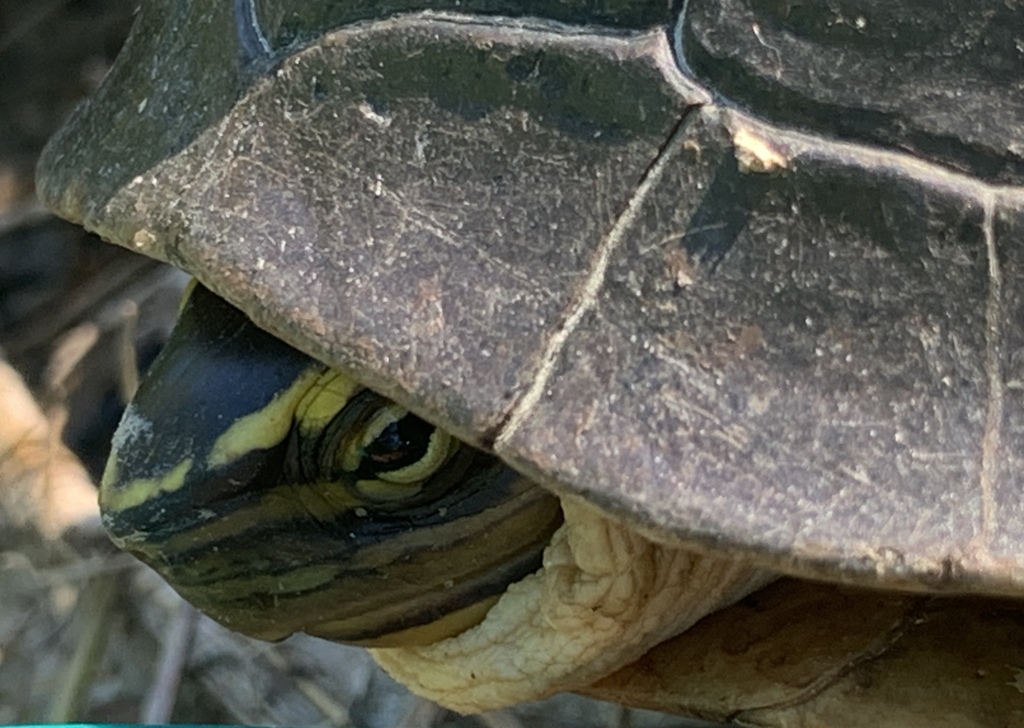 West Indonesian Box Turtle from Sama Jaya Nature Reserve, Kuching ...