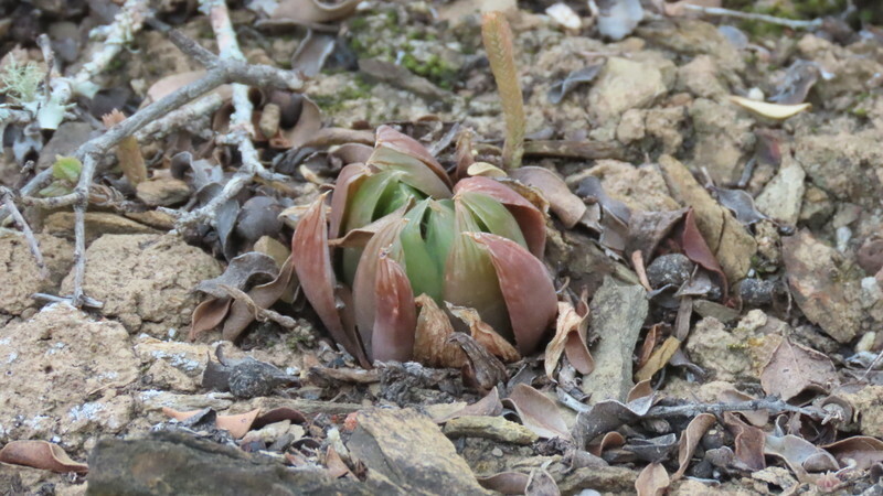 Imagem de Haworthia