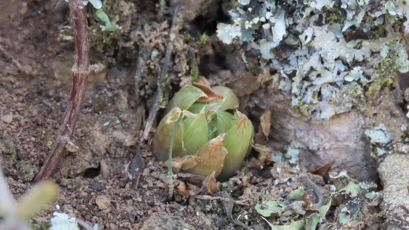 Imagem de Haworthia