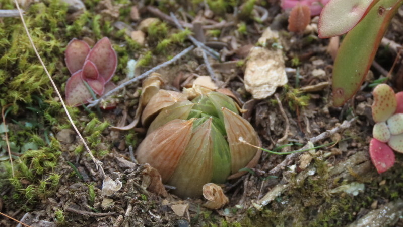 Imagem de Haworthia