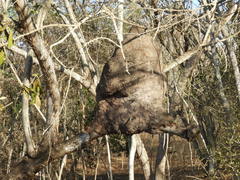 Nasutitermes corniger