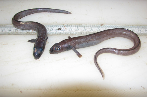 Common wolf eel (Lycenchelys paxillus) — Zoarcidae — 2