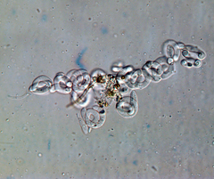 Helicodendron triglitziense