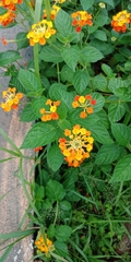 Lantana