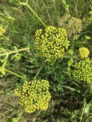 Polytaenia