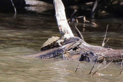 Yellow-blotched Map Turtle, Graptemys flavimaculata