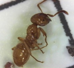 Lasius claviger